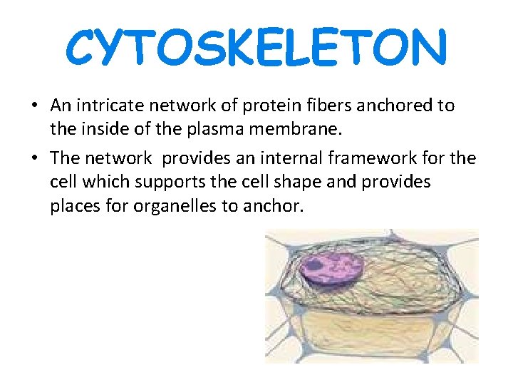 CYTOSKELETON • An intricate network of protein fibers anchored to the inside of the