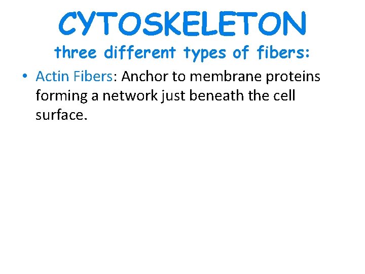 CYTOSKELETON three different types of fibers: • Actin Fibers: Anchor to membrane proteins forming