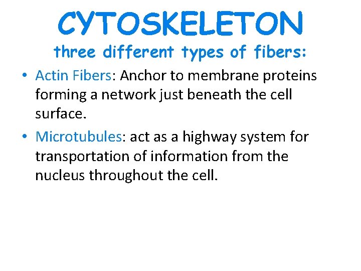 CYTOSKELETON three different types of fibers: • Actin Fibers: Anchor to membrane proteins forming