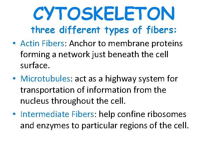 CYTOSKELETON three different types of fibers: • Actin Fibers: Anchor to membrane proteins forming CYTOSKELETON three different types of fibers: • Actin Fibers: Anchor to membrane proteins forming