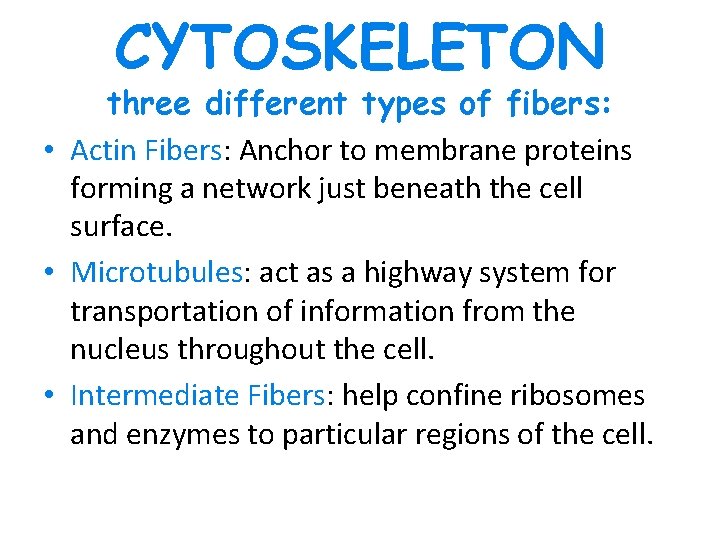 CYTOSKELETON three different types of fibers: • Actin Fibers: Anchor to membrane proteins forming