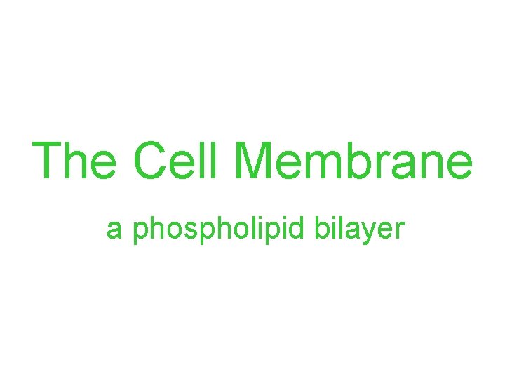 The Cell Membrane a phospholipid bilayer 