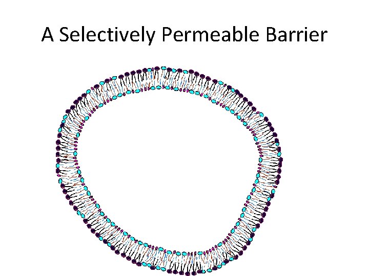 A Selectively Permeable Barrier A Selectively Permeable Barrier