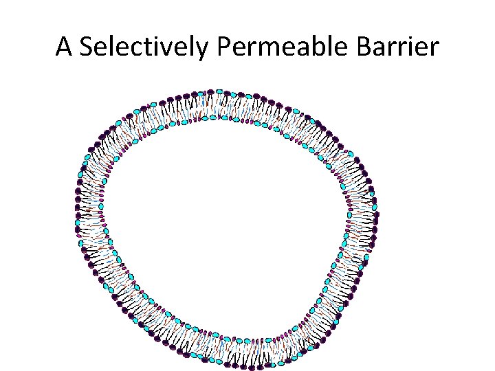 A Selectively Permeable Barrier 