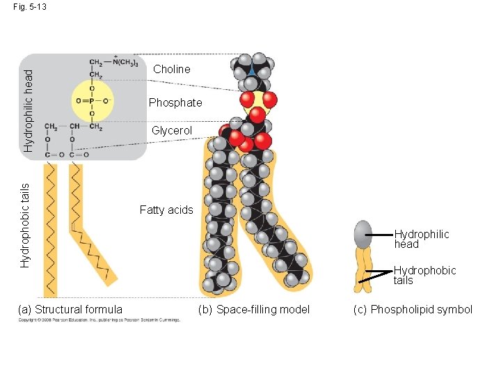 Hydrophobic tails Hydrophilic head Fig. 5 -13 (a) Structural formula Choline Phosphate Glycerol Fatty Hydrophobic tails Hydrophilic head Fig. 5 -13 (a) Structural formula Choline Phosphate Glycerol Fatty