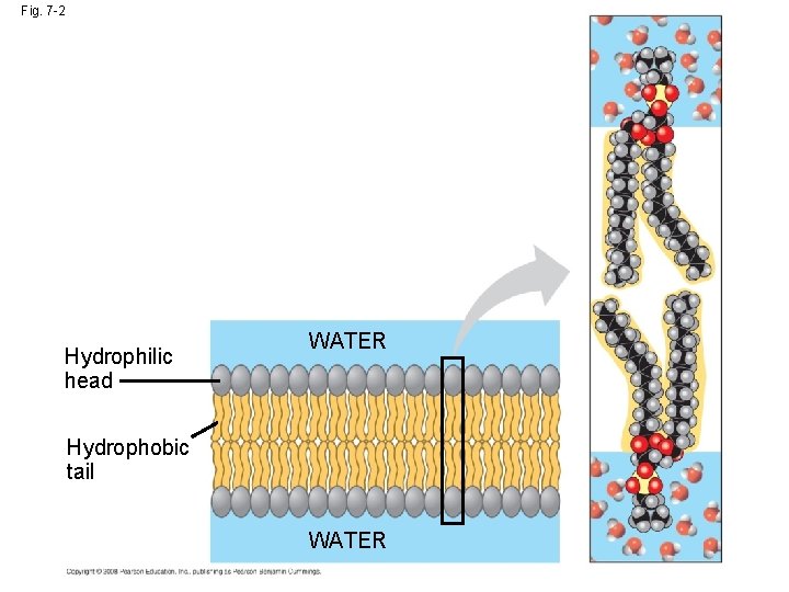 Fig. 7 -2 Hydrophilic head WATER Hydrophobic tail WATER Fig. 7 -2 Hydrophilic head WATER Hydrophobic tail WATER