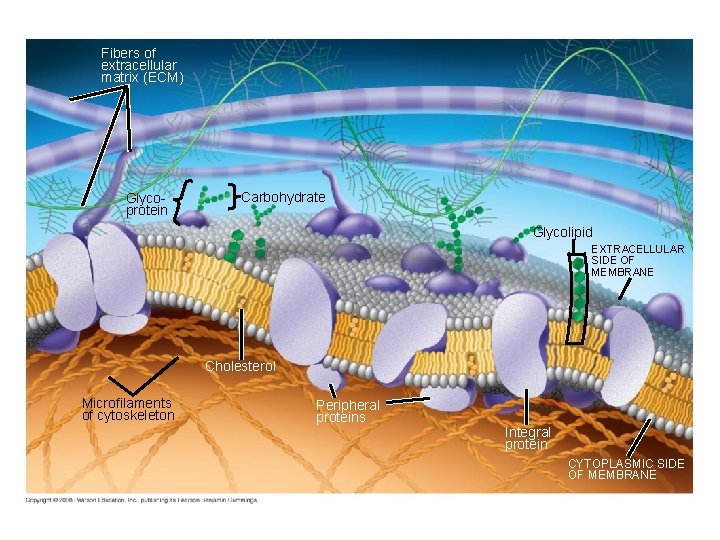 Fig. 7 -7 Fibers of extracellular matrix (ECM) Glycoprotein Carbohydrate Glycolipid EXTRACELLULAR SIDE OF Fig. 7 -7 Fibers of extracellular matrix (ECM) Glycoprotein Carbohydrate Glycolipid EXTRACELLULAR SIDE OF