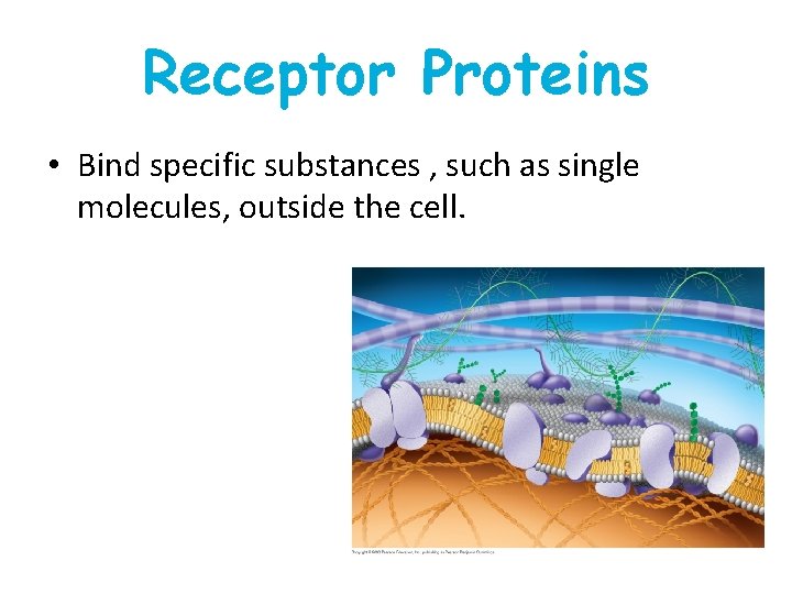 Receptor Proteins • Bind specific substances , such as single molecules, outside the cell. Receptor Proteins • Bind specific substances , such as single molecules, outside the cell.