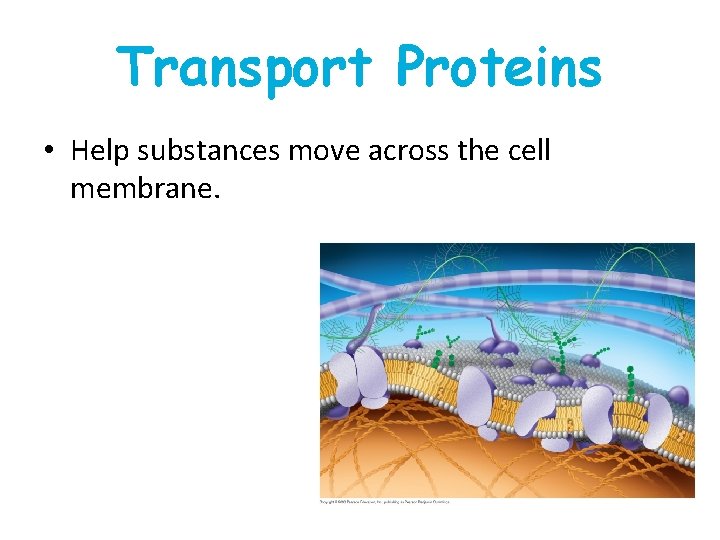 Transport Proteins • Help substances move across the cell membrane. Transport Proteins • Help substances move across the cell membrane.