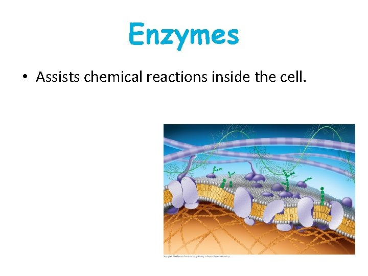 Enzymes • Assists chemical reactions inside the cell. Enzymes • Assists chemical reactions inside the cell.