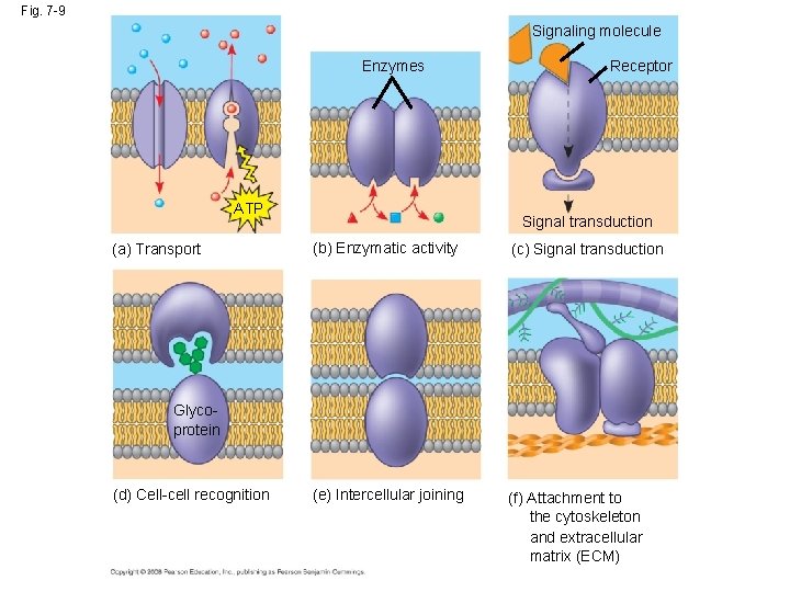 Fig. 7 -9 Signaling molecule Enzymes ATP (a) Transport Receptor Signal transduction (b) Enzymatic