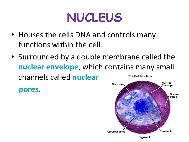 NUCLEUS • Houses the cells DNA and controls many functions within the cell. •