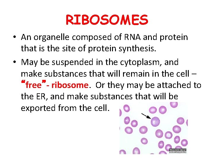 RIBOSOMES • An organelle composed of RNA and protein that is the site of RIBOSOMES • An organelle composed of RNA and protein that is the site of