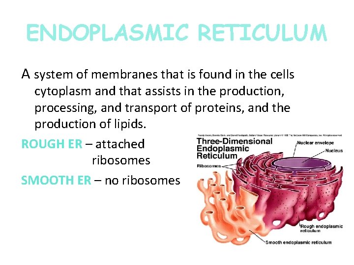 ENDOPLASMIC RETICULUM A system of membranes that is found in the cells cytoplasm and ENDOPLASMIC RETICULUM A system of membranes that is found in the cells cytoplasm and