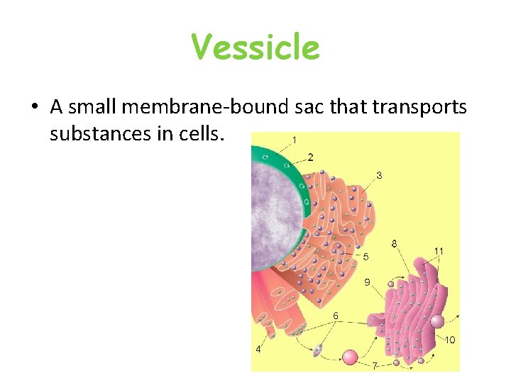 Vessicle • A small membrane-bound sac that transports substances in cells. Vessicle • A small membrane-bound sac that transports substances in cells.