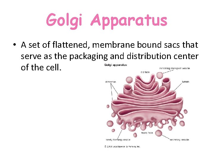 Golgi Apparatus • A set of flattened, membrane bound sacs that serve as the