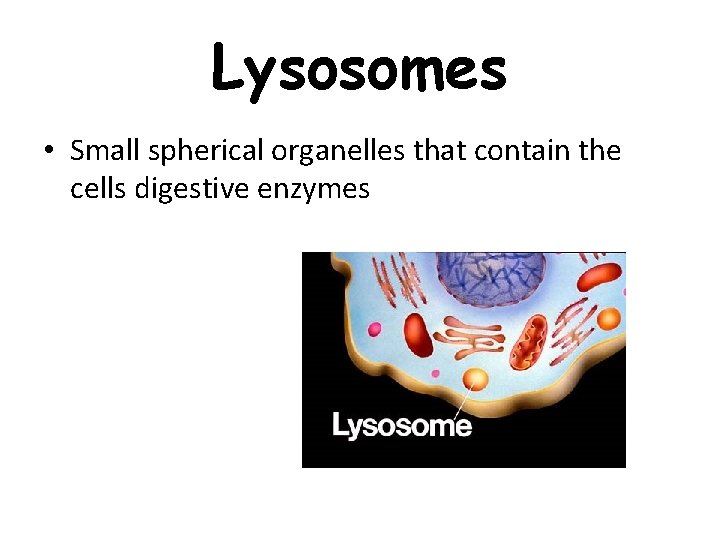 Lysosomes • Small spherical organelles that contain the cells digestive enzymes Lysosomes • Small spherical organelles that contain the cells digestive enzymes