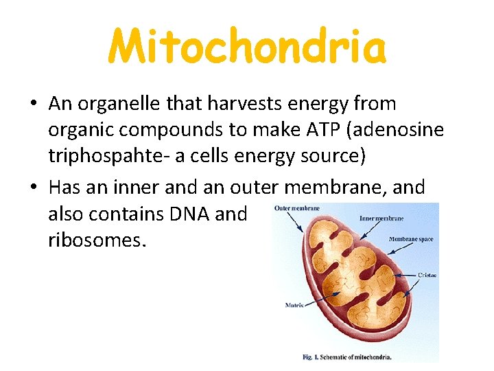 Mitochondria • An organelle that harvests energy from organic compounds to make ATP (adenosine Mitochondria • An organelle that harvests energy from organic compounds to make ATP (adenosine
