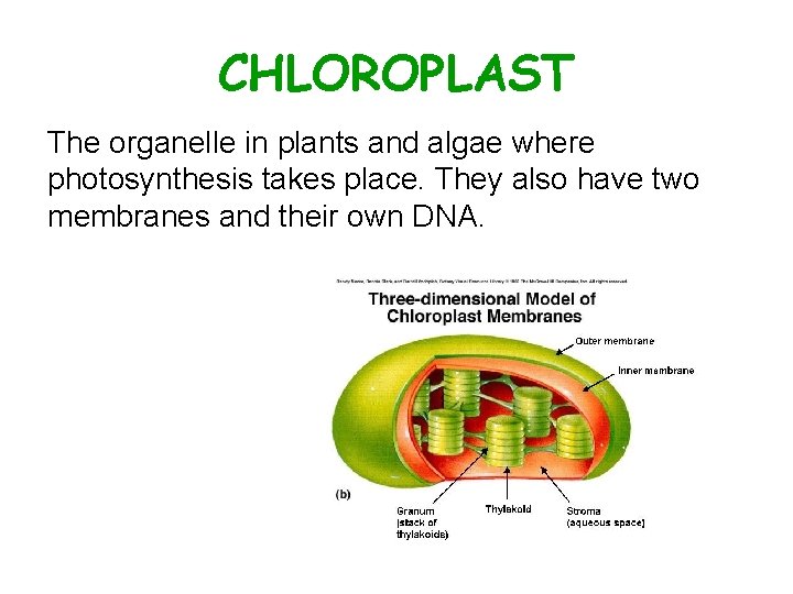 CHLOROPLAST The organelle in plants and algae where photosynthesis takes place. They also have