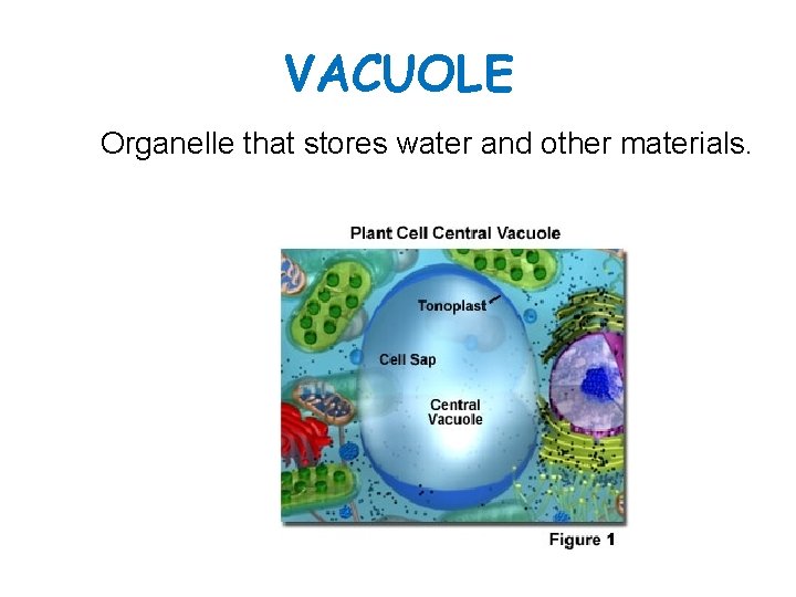 VACUOLE Organelle that stores water and other materials. 