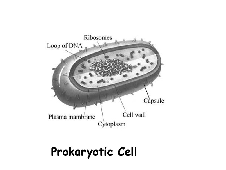 Prokaryotic Cell 