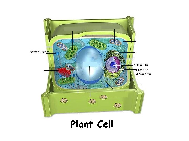 Plant Cell Plant Cell
