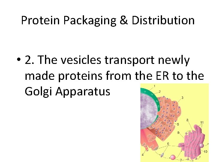 Protein Packaging & Distribution • 2. The vesicles transport newly made proteins from the