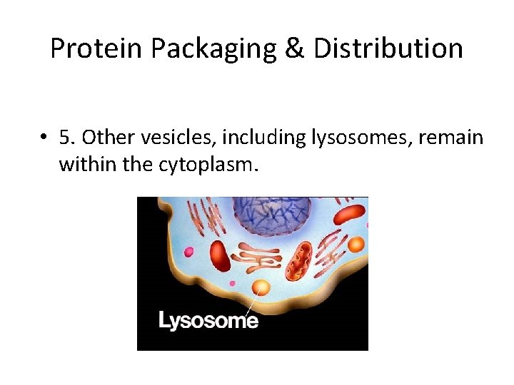 Protein Packaging & Distribution • 5. Other vesicles, including lysosomes, remain within the cytoplasm. Protein Packaging & Distribution • 5. Other vesicles, including lysosomes, remain within the cytoplasm.