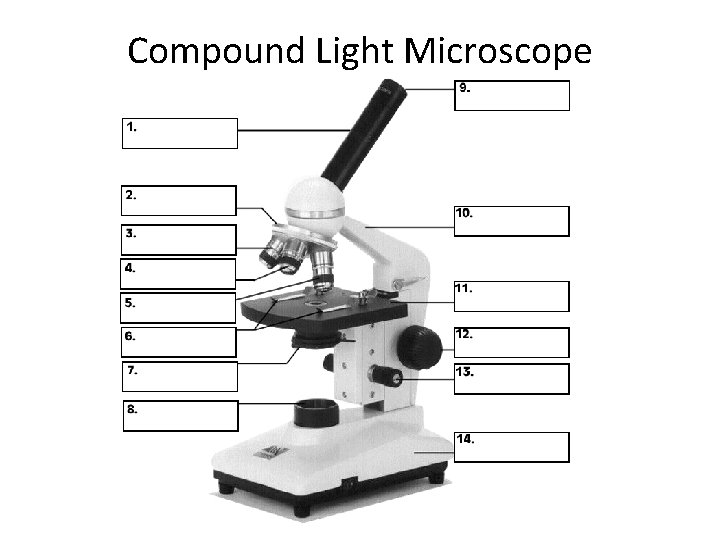 Compound Light Microscope Compound Light Microscope