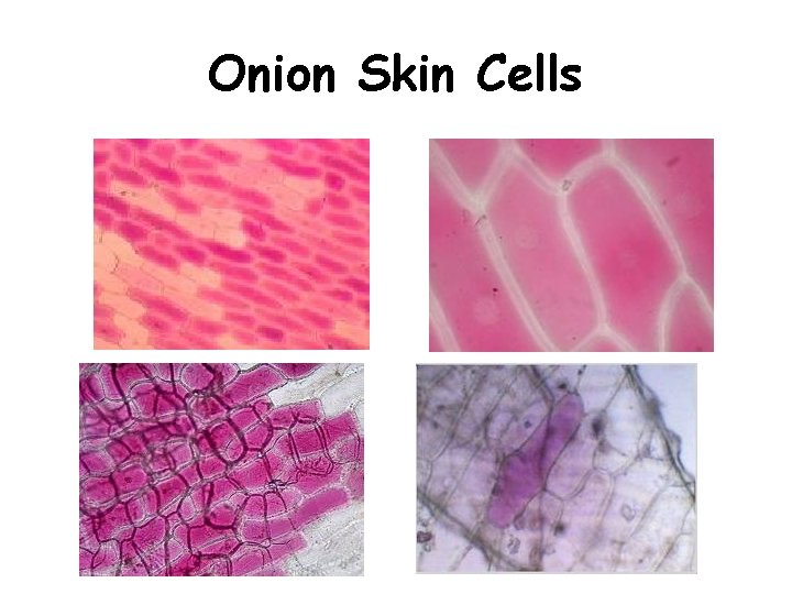Onion Skin Cells 