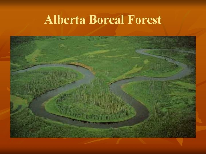 Alberta Boreal Forest 