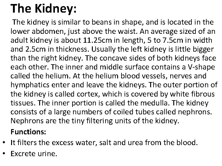 The Kidney: The kidney is similar to beans in shape, and is located in