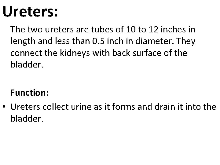 Ureters: The two ureters are tubes of 10 to 12 inches in length and