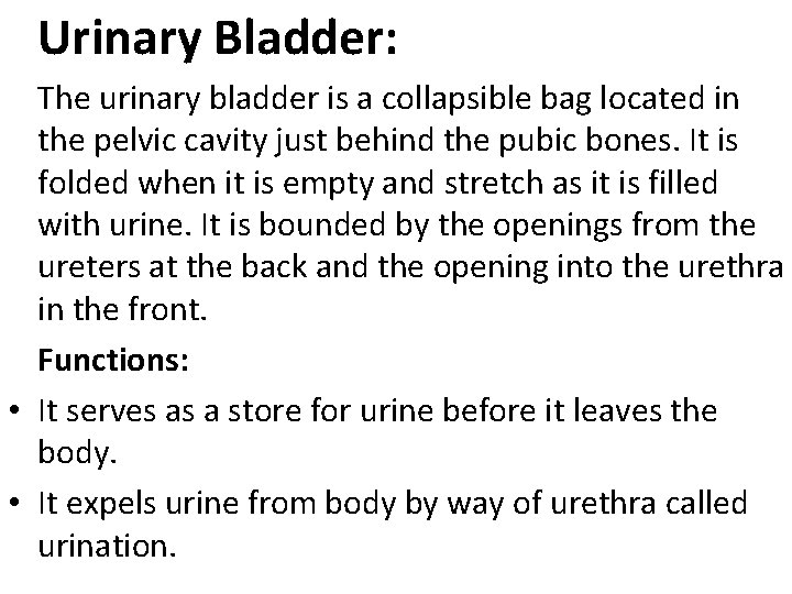 Urinary Bladder: The urinary bladder is a collapsible bag located in the pelvic cavity