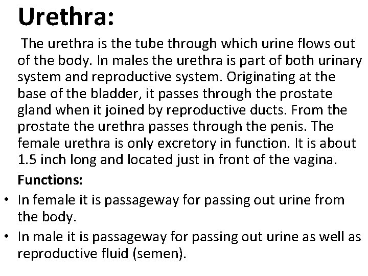 Urethra: The urethra is the tube through which urine flows out of the body.
