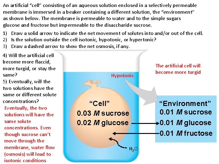 An artificial “cell” consisting of an aqueous solution enclosed in a selectively permeable membrane