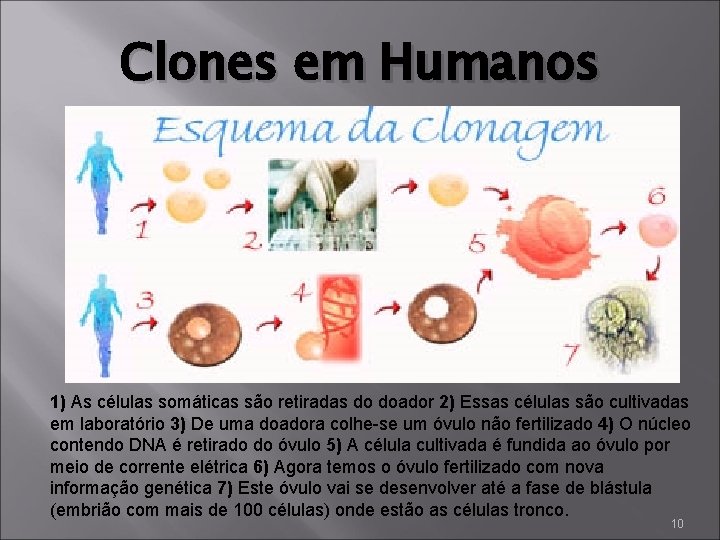 Clones em Humanos 1) As células somáticas são retiradas do doador 2) Essas células