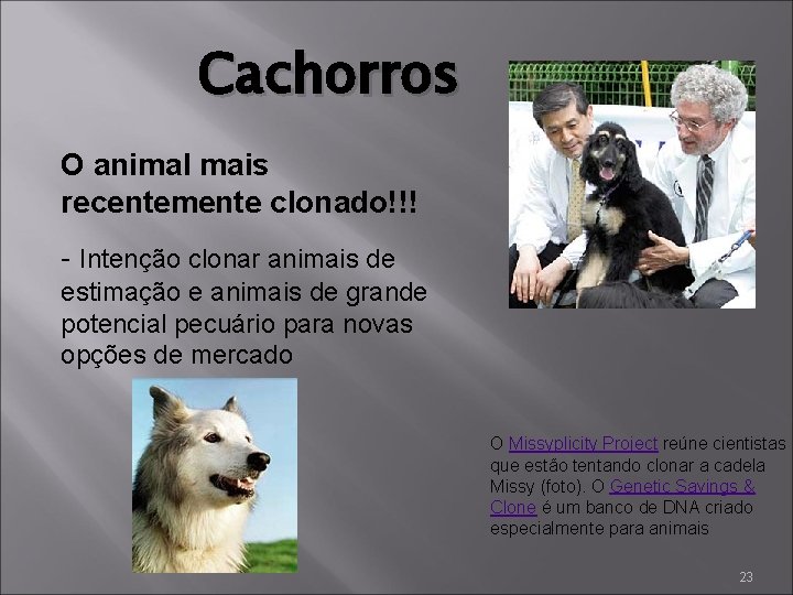 Cachorros O animal mais recentemente clonado!!! - Intenção clonar animais de estimação e animais