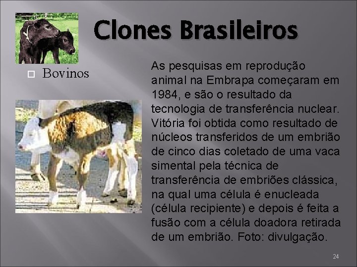 Clones Brasileiros Bovinos As pesquisas em reprodução animal na Embrapa começaram em 1984, e