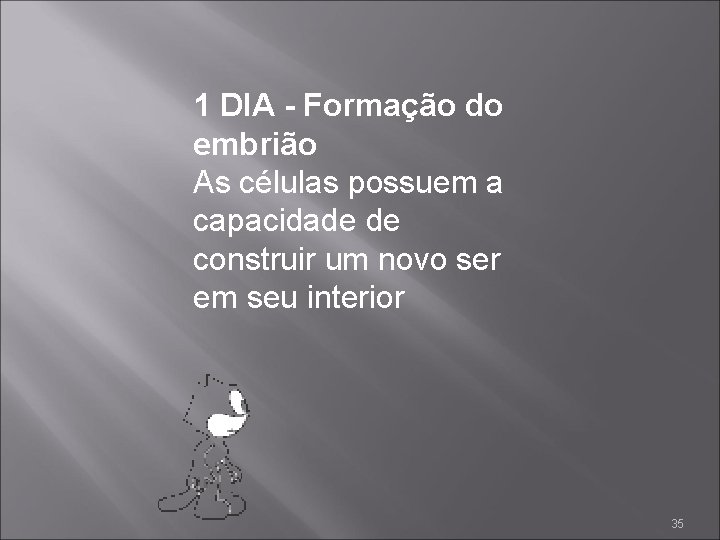 1 DIA - Formação do embrião As células possuem a capacidade de construir um