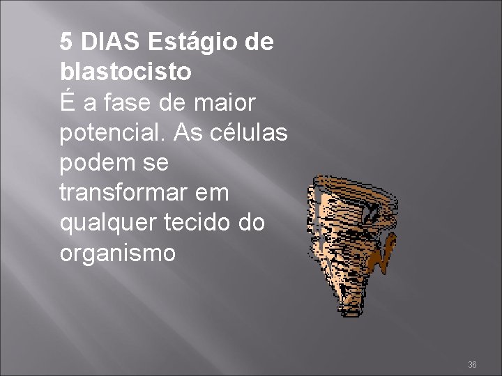 5 DIAS Estágio de blastocisto É a fase de maior potencial. As células podem