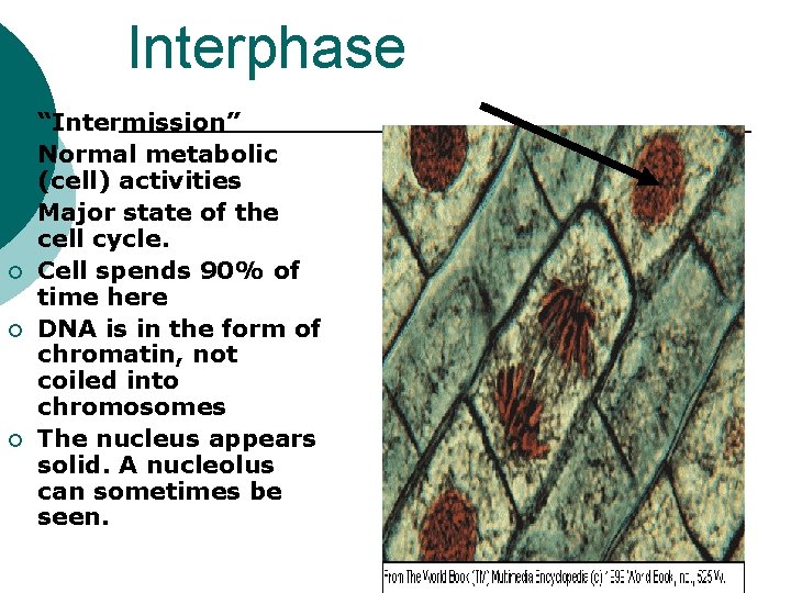 Interphase ¡ ¡ ¡ “Intermission” Normal metabolic (cell) activities Major state of the cell
