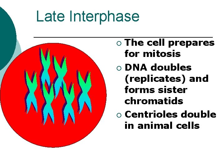 Late Interphase The cell prepares for mitosis ¡ DNA doubles (replicates) and forms sister