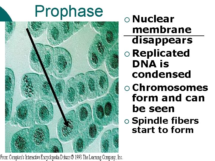 Prophase ¡ Nuclear membrane disappears ¡ Replicated DNA is condensed ¡ Chromosomes form and