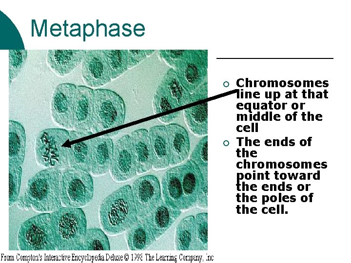 Metaphase ¡ ¡ Chromosomes line up at that equator or middle of the cell