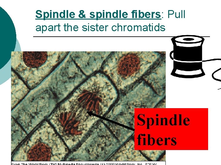 Spindle & spindle fibers: Pull apart the sister chromatids Spindle fibers 