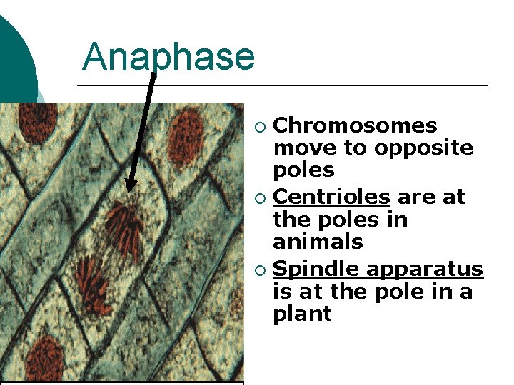 Anaphase Chromosomes move to opposite poles ¡ Centrioles are at the poles in animals