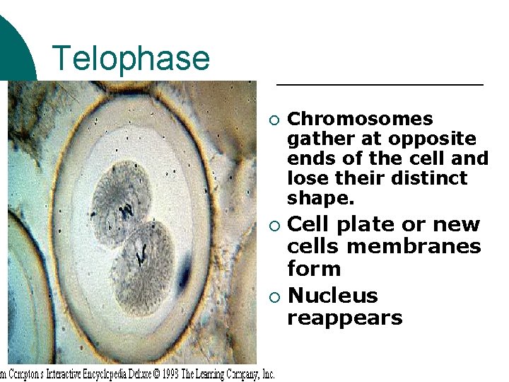 Telophase ¡ Chromosomes gather at opposite ends of the cell and lose their distinct