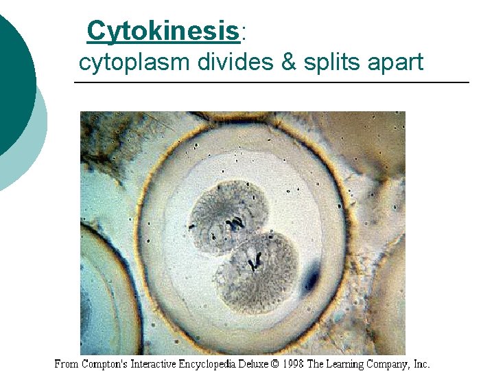 Cytokinesis: cytoplasm divides & splits apart 