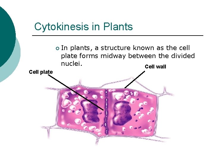 Cytokinesis in Plants ¡ Cell plate In plants, a structure known as the cell